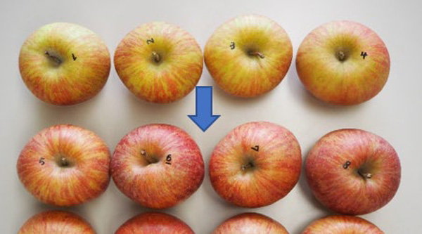 青色LED光の照射で、色むらのあるリンゴ（上段）の果皮は赤色に改善（提供：東京大学）