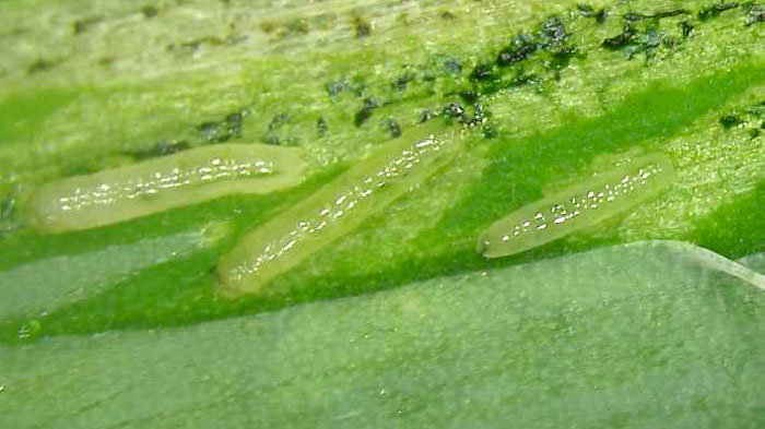 ネギハモグリバエ（B系統）の幼虫（写真提供：愛媛県病害虫防除所）