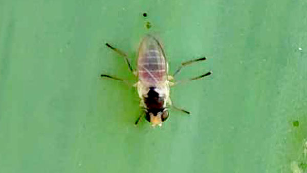 ネギハモグリバエ（B系統）成虫（写真提供：愛媛県病害虫防除所）