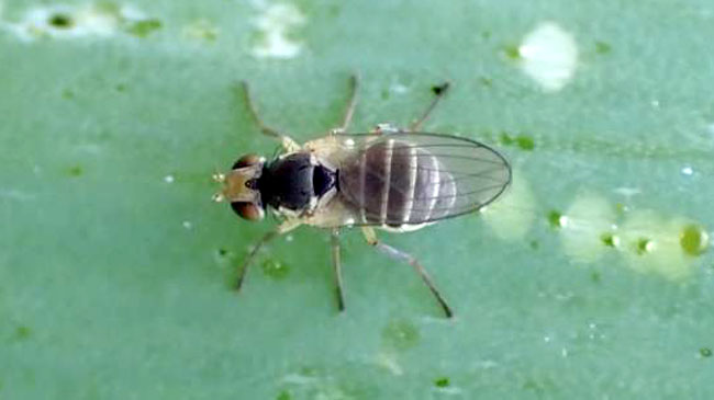 ネギハモグリバエB系統　県内で初確認　群馬県