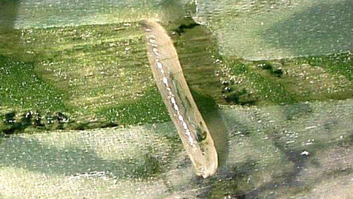 ネギハモグリバエ幼虫（写真提供：群馬県農業技術センター）