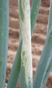 ネギハモグリバエB系統による食害で、白化症状が見られる葉（写真提供：群馬県農業技術センター）