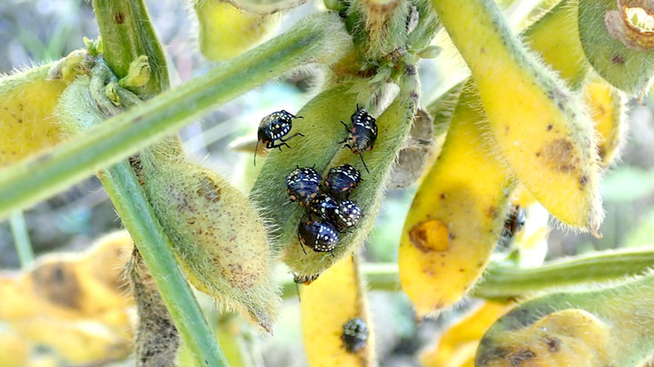 大豆子実を吸汁するミナミアオカメムシの幼虫（3齢）（写真提供：栃木県農業環境指導センター）