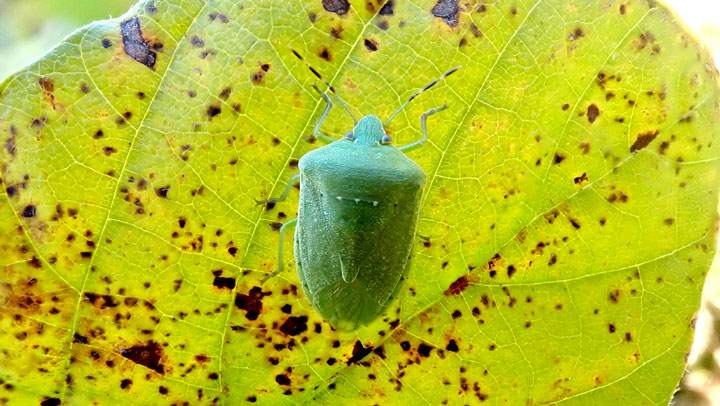 大豆葉に寄生するミナミアオカメムシの成虫（写真提供：栃木県農業環境指導センター）
