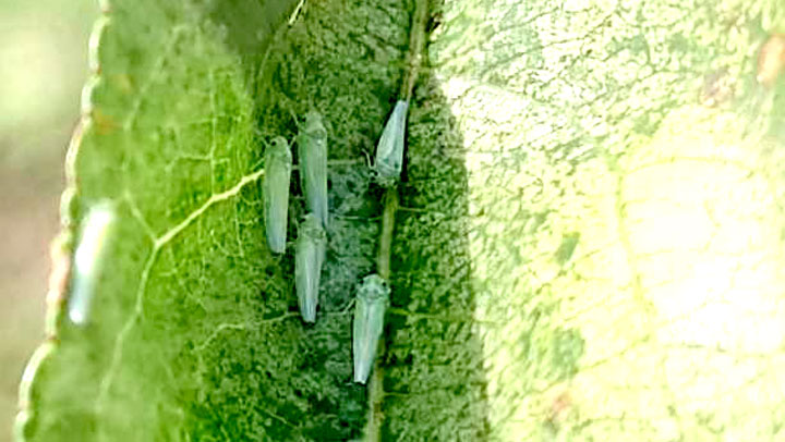 モモの葉上の成虫（写真提供：大分県農林水産研究指導センター農業研究部落葉果樹チーム）