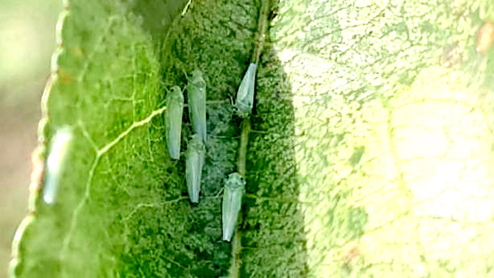 モモにヨコバイ科の一種　県中部、北部地域で発生　大分県