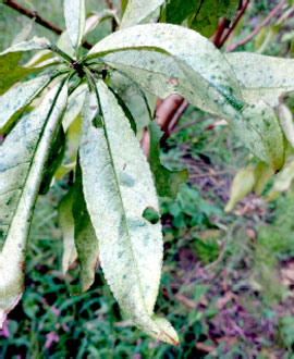 10月に被害を受けたモモの葉の白化（写真提供：大分県中部振興局）