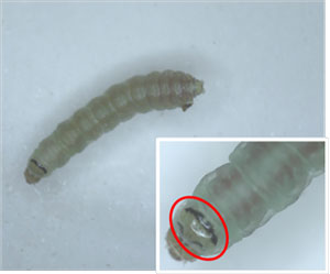 トマトキバガ幼虫（前胸背面後縁の黒色横帯）（写真提供：宮崎県病害虫防除・肥料検査センター）