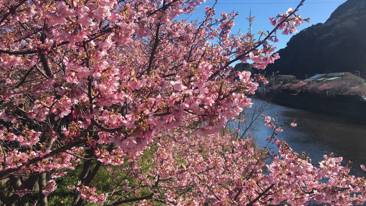 早咲きの桜2種のゲノムを解読　桜開花予測技術の開発へ　かずさDNA研究所