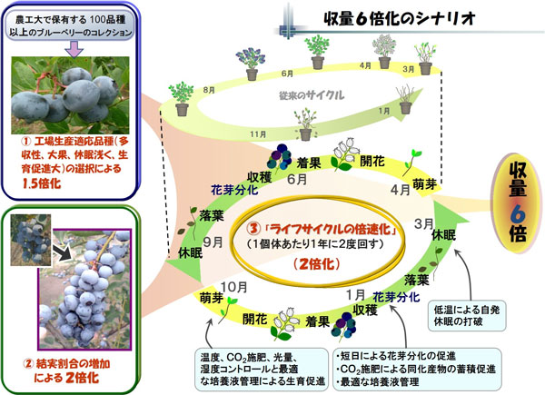 東京農工大学が冬季ブルーベリーの栽培に成功 　伊勢丹新宿店で販売開始
