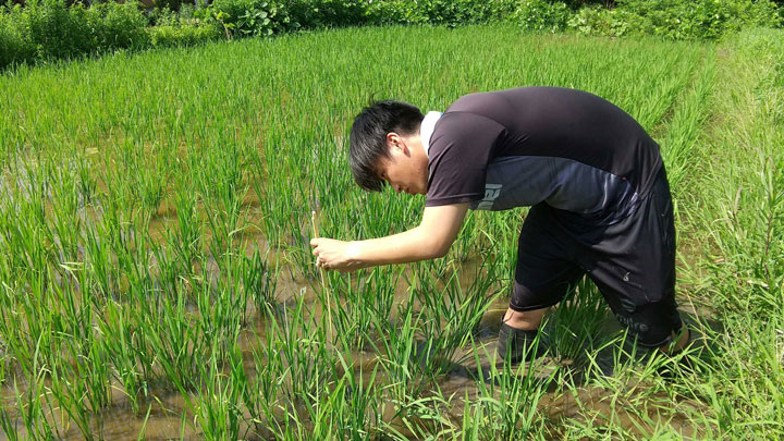 下水再生水で栽培の酒造好適米を特別限定醸造酒に　大規模実証試験を開始　秋田高専
