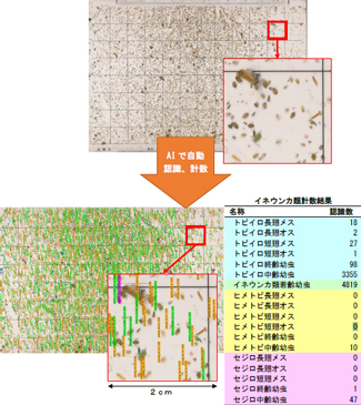 水田で収集した調査板をAIで認識、計数させた例