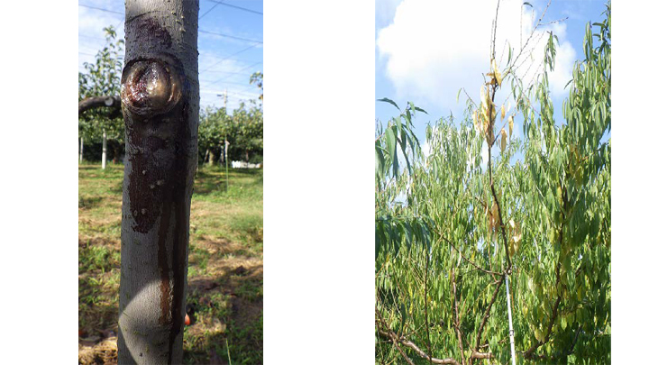 樹液様物が漏出したナシの樹幹（写真提供：岐阜県病害虫防除所）（左）、罹病し落葉したモモの樹（写真提供：岐阜県病害虫防