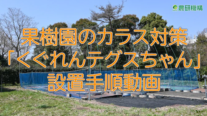 果樹園のカラス対策「くぐれんテグスちゃん」設置手順動画を公開　農研機構