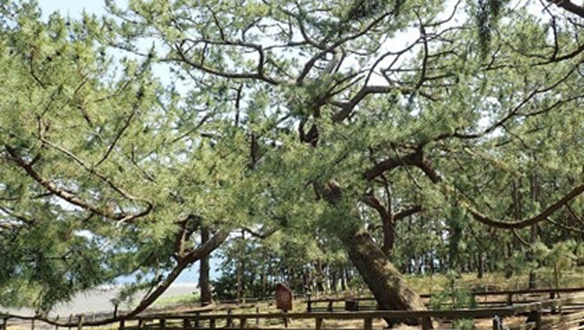 「羽衣の松」の後継樹が里帰り　林木遺伝子銀行110番で樹木を増殖