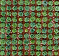 育種畑の空撮画像のサムネイル画像