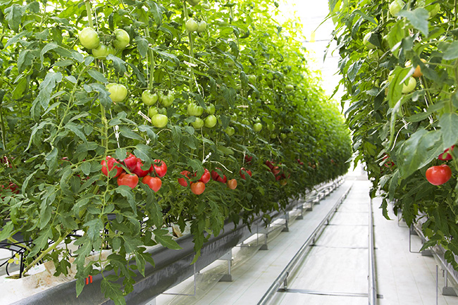 トマト栽培風景　トマト施設栽培でＩｏＴ活用の共同実験開始 タキイ種苗とＮＴＴテクノクロス