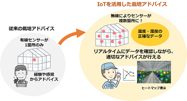 トマト施設栽培でＩｏＴ活用の共同実験開始 タキイ種苗とＮＴＴテクノクロス　