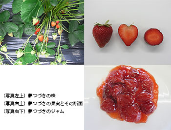 ジャムに適したイチゴ「夢つづき」開発 アヲハタ