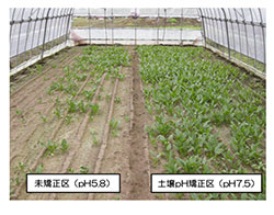 ホウレンソウ萎凋病の被害軽減効果