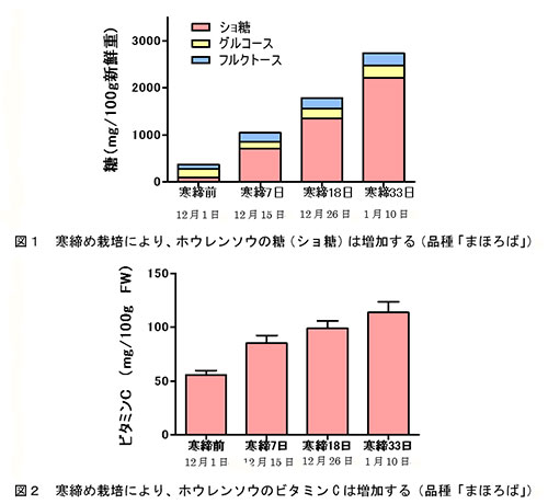 寒締め栽培の変化1