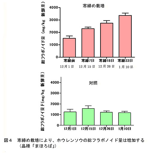 寒締め栽培の変化2