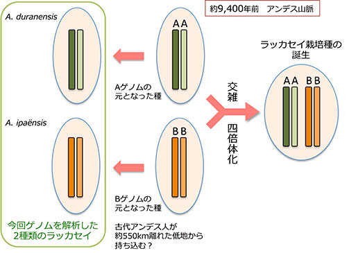 ラッカセイ祖先種のゲノムを解読