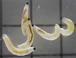 クロバエキノコバエ科の一種の幼虫　埼玉県病害虫防除所提供。