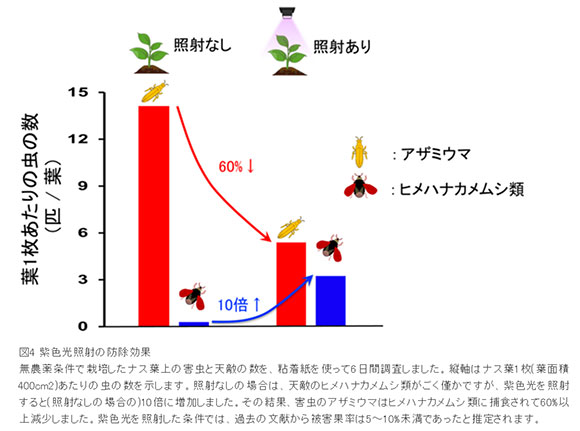 光で天敵呼び寄せ アザミウマを防除