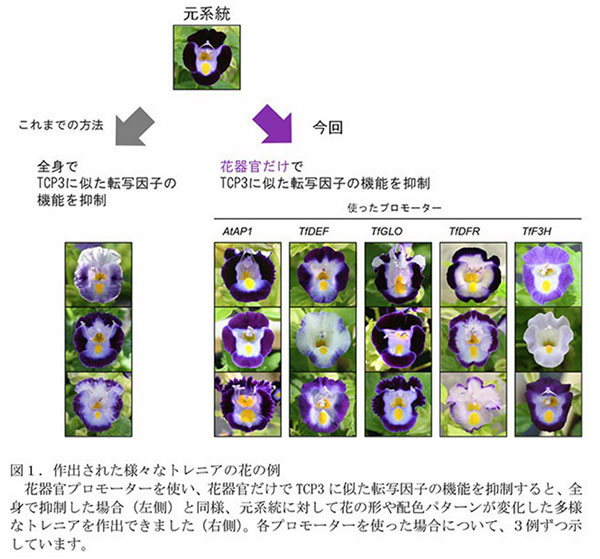 論文掲載誌「Plant and Cell Physiology」より改変および転用