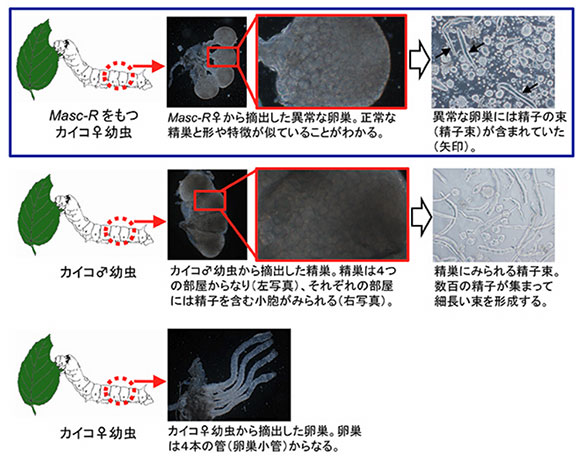 雌のカイコに精子 雄化する遺伝子解明