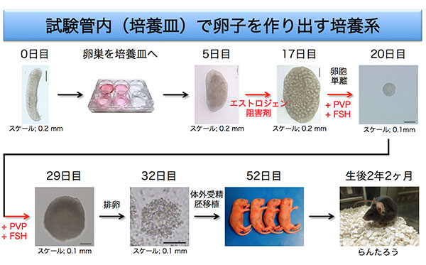 体外培養で成熟卵子を作る第一歩 最優秀論文賞受賞