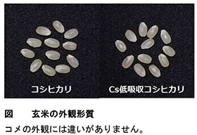 放射性セシウム吸収しにくい水稲開発 農研機構ほか