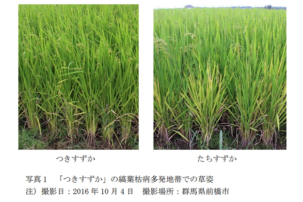 縞葉枯病多発地帯での「つきすずか」（左）と「たちすずか」