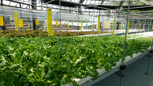ヤンマーシンビオシス栗東センターの水耕レタス栽培施設