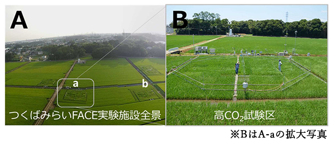 開放系大気ＣＯ2濃度増加（ＦＡＣＥ）実験施設 屋外の囲いのない条件で、大気中の二酸化炭素濃度の上昇が農作物におよぼす影響を調べる実験施設のこと。今回の試験に使われたこの施設では、水田に内径17ｍの正八角形状にＣＯ2が満たされたチューブを設置し、風向きに応じてＣＯ2を放出。正八角形の区画内ＣＯ2濃度は、約70ｍ離れた位置に設置された対照区（写真Ａのｂ）に比べ、概ね200ppm程度高い濃度（約50年後を想定）に制御されている。