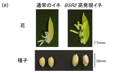 通常のイネ　ＢＳＲ２高発現イネ