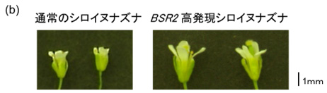 通常のシロイヌナズナ　ＢＳＲ２高発現シロイヌナズナ