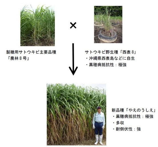 新品種「やえのうしえ」は、精糖用サトウキビ主要品種「農林８号」とサトウキビ野生種「西表８」（沖縄県西表島などに自生し、黒穂病抵抗性に極めて強い品種）を掛け合わせて作られた。