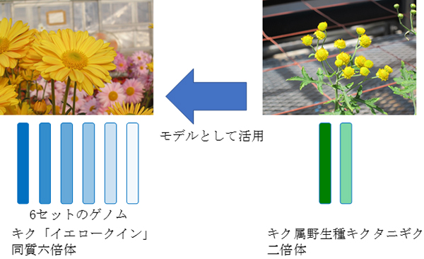 同研究で解析に用いた同質六倍体キク品種「イエロークイン」およびキク近縁野生種で二倍体のキクタニギク