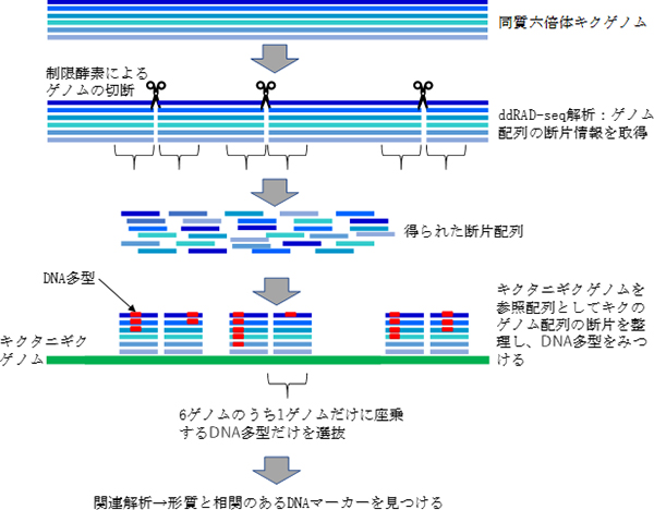 同研究で解析に用いた同質六倍体キク品種「イエロークイン」およびキク近縁野生種で二倍体のキクタニギク