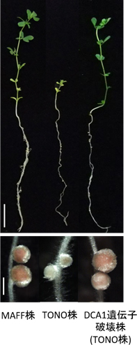 （上段）根粒菌接種後4週間のapn1変異体の様子。スケールバー:2cm。(下段)apn1変異体の根粒