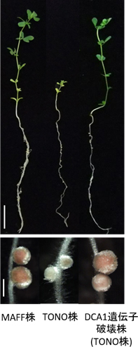 マメ科植物と根粒菌の共生に関わる重要な遺伝子を発見
