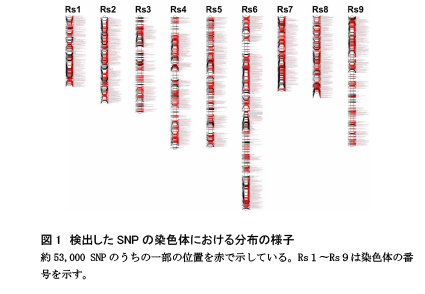 検出したSNPの染色体における分布の様子