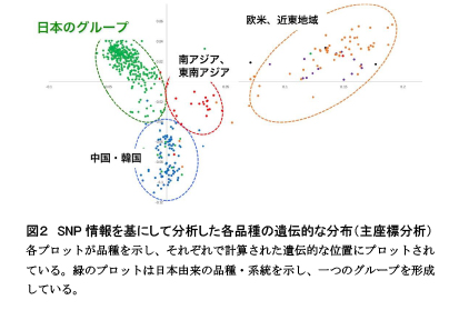 SNP情報を基にして分析した各品種の遺伝的な分布（主座標分析）