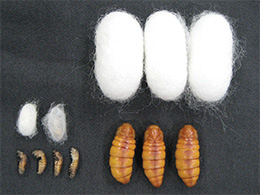 幼若ホルモンを作れないカイコ（左）と通常のカイコ（右）のマユとサナギ