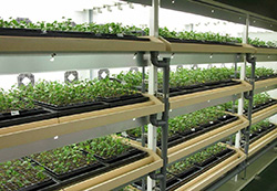 甘草（カンゾウ）の量産化に目途 三菱樹脂（株）