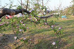 開花期のリンゴの花