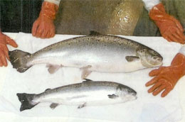上が遺伝子組み換え鮭、下が通常の鮭