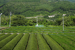 静岡県の茶畑